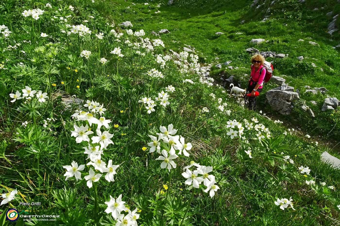 90 Gli anemoni narcissini ci seguono !.JPG -                                